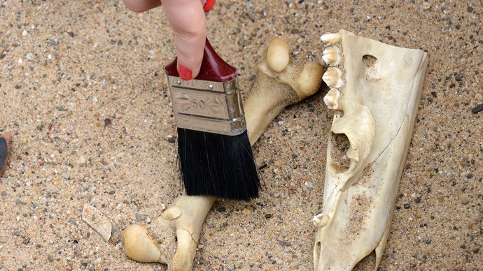 Eine Hand legt mit einem Pinsel alte Knochen im Sand frei.