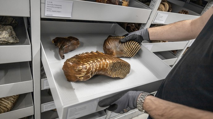 Blick in die paläontologische Sammlung mit einer Person, die einen Mammutzahn in eine Schublade legt.