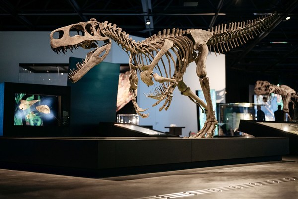 Ein großes Dinosaurierskelett in einer Ausstellung.