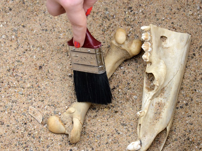 Eine Hand legt mit einem Pinsel alte Knochen im Sand frei. Eine Hand legt mit einem Pinsel alte Knochen im Sand frei.