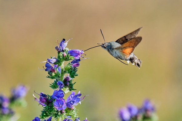 Ein Schmetterling sucht Nektar an einer Blüte.