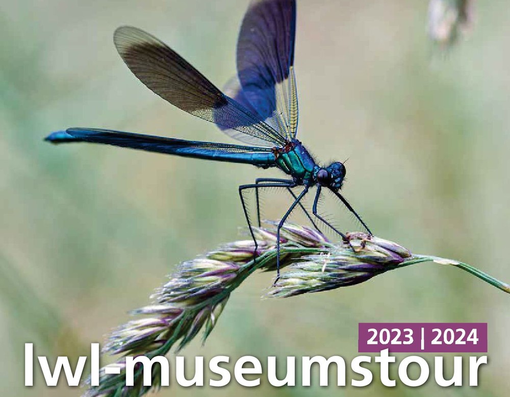 Titelbild der LWL-Museumstour 2023/2024: Eine gebänderte Prachtlibelle sitzt auf einem Wildgrashalm.