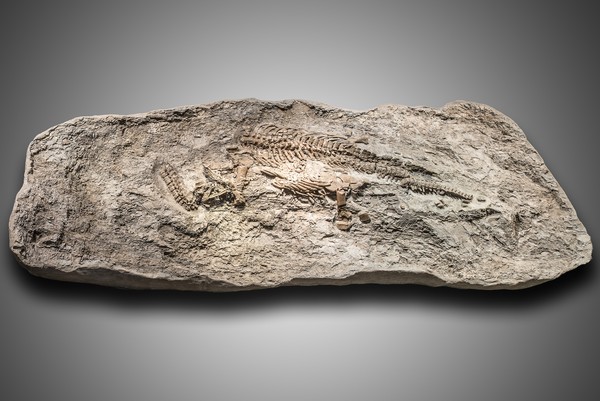Plesiosaurier-Fossil